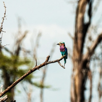 tourhub | Beach and Safari Holidays | Tanzania's Iconic Safari Adventure: From Savannah to Crater 