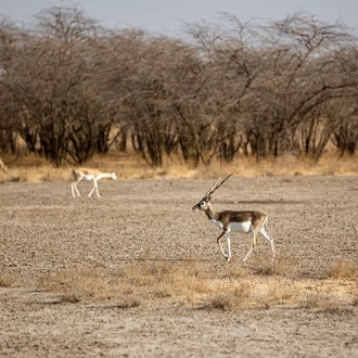 tourhub | Agora Voyages | Ahmedabad to Velavadar Blackbuck Safari Expedition 