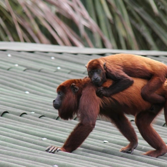 tourhub | Unu Raymi Tour Operator & Lodges | Iquitos, Amazon Jungle & Machu Picchu 