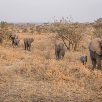 tourhub | Intrepid Travel | Serengeti & Kilimanjaro 