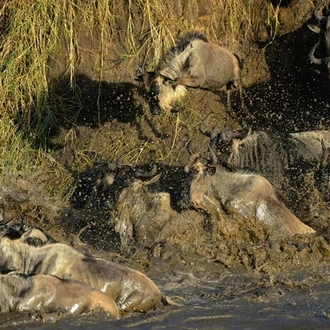 tourhub | Alaitol Safari | Great Migration Grumeti River 