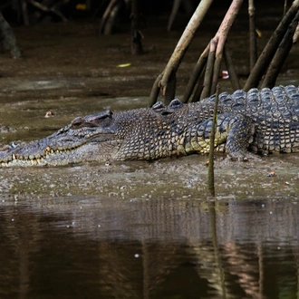 tourhub | Intrepid Travel | Best of Cairns, Great Barrier Reef & Daintree  