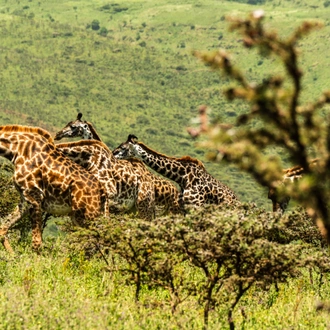 tourhub | Beach and Safari Holidays | Jewels of Tanzania 