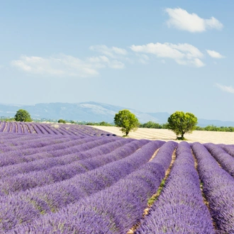 tourhub | Exodus Adventure Travels | Landscapes of the Luberon Walk 