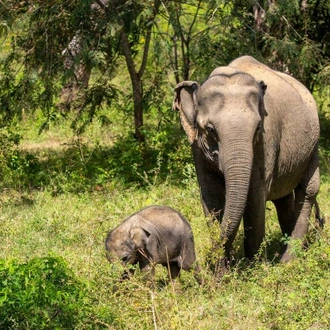 tourhub | Go Book Tours | Best of India & Sri Lanka Wildlife Photography Tour 