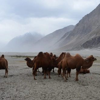 tourhub | Panda Experiences | Beautiful Ladakh 