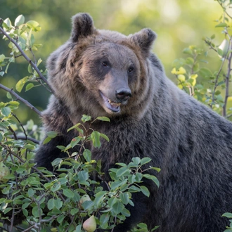 tourhub | Exodus Adventure Travels | Italian Apennines: Walks & Wildlife 