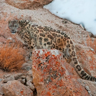 tourhub | Exodus Adventure Travels | Search for Snow Leopards with Valerie Parkinson 