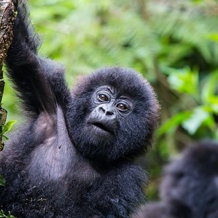 10-Days Mountain Gorillas, Chimpanzees, Zebras & Uganda Wildlife Adventure - Budget Safari