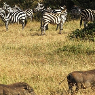 tourhub | Bamba Travel | Kenya & Tanzania 4WD Safari Adventure 10D/9N 