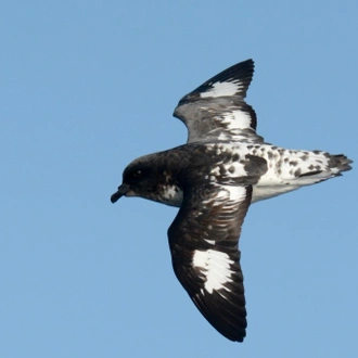 tourhub | Heritage Expeditions | Seabirds & Cetaceans of Australasia 