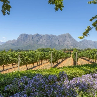 tourhub | Intrepid Travel | Cape Town & Winelands  