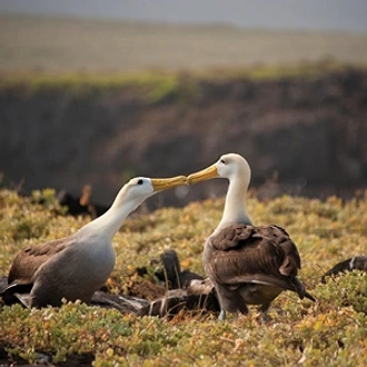 tourhub | Globus | Independent Galapagos at the Finch Bay Resort 