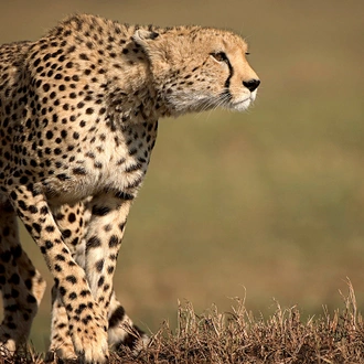 tourhub | G Adventures | Journeys: Legendary Wildlife of Rwanda & Kenya 