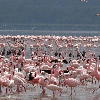 tourhub | Gracepatt Ecotours Kenya | 3 Days Birdwatching Safari on 4x4 Land Cruiser Jeep 