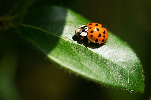 Représentation de la formation : Sensibilisation aux grands enjeux de préservation de la biodiversité 