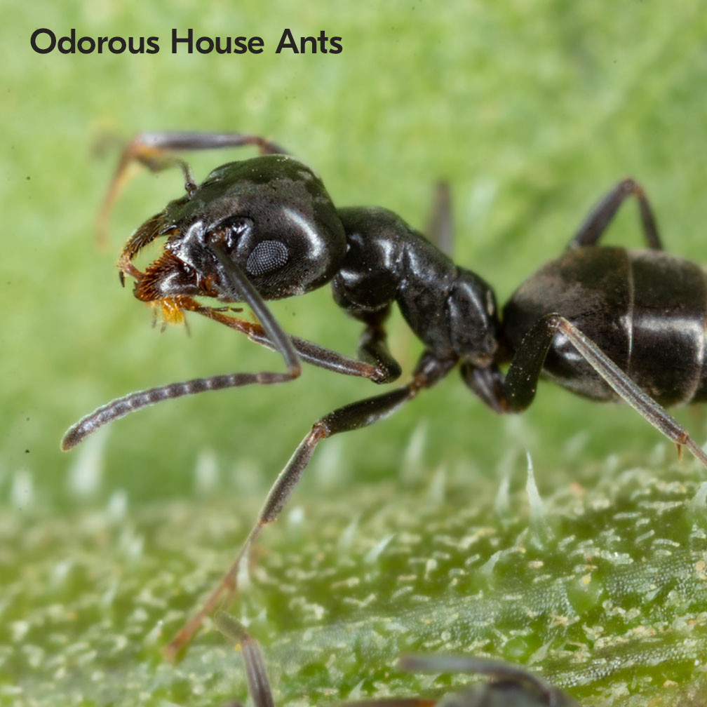 Odorous House Ants In South Africa 