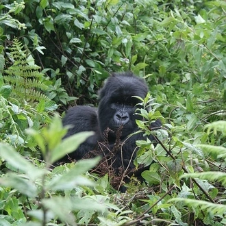 tourhub | GoExplore Safaris | Unforgettable Rwanda Gorilla Trekking Journey 