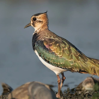 tourhub | Bunica Maria | Birding Danube Delta 