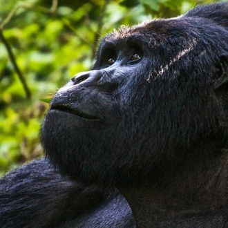 tourhub | G Adventures | Uganda Overland: Gorillas & Chimps 