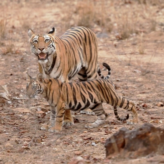 tourhub | Go Book Tours | Bandhavgarh Luxury Wildlife Tour Package 