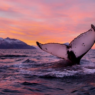 tourhub | Nordic Unique Travels | 2-Day Whale Watching Trip to Tromsø 