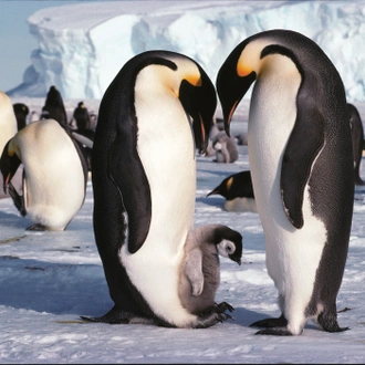 tourhub | Exodus Adventure Travels | Emperor Penguin Quest: Expedition to Snow Hill 