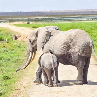 tourhub | Divulge Adventures | 3 Days 2 Nights Amboseli National Park 