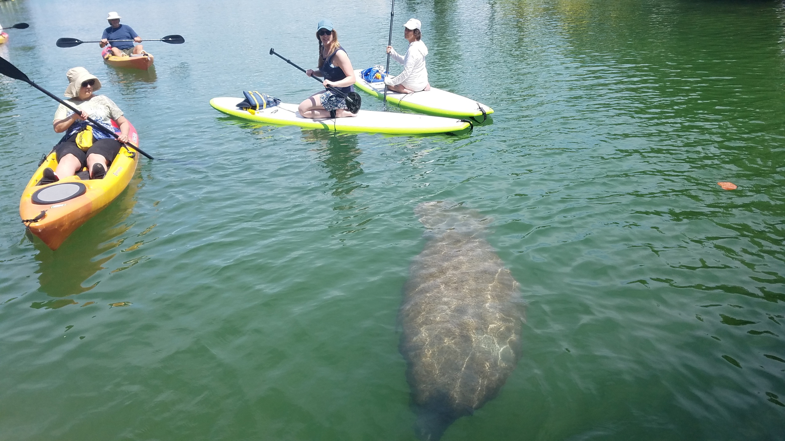 Kayak and Paddleboard Rentals Sarasota Bay