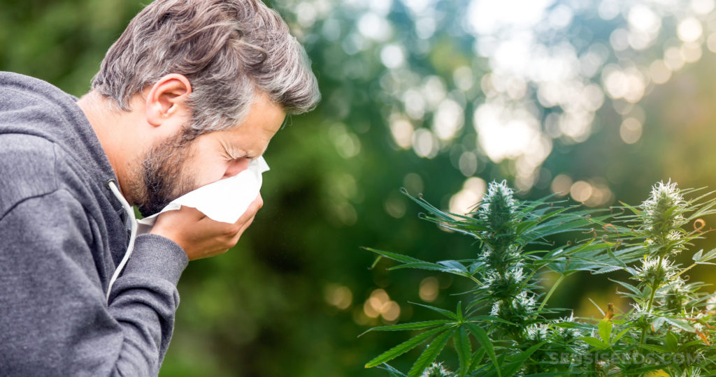 Can You Be Allergic to Cannabis Pollen?