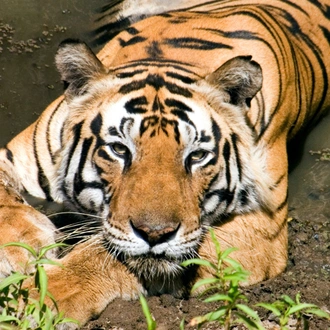 tourhub | Taj Voyages Tours | 1N/2D Ranthambore Wildlife Safari 