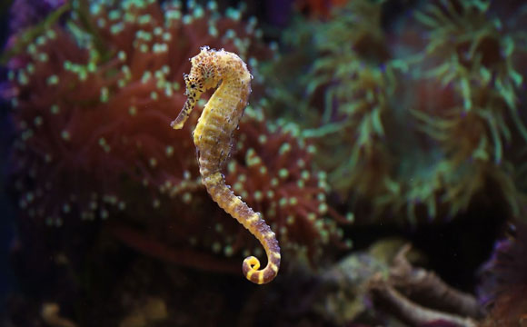 Hippocampe faisant partie des animaux marins observables.