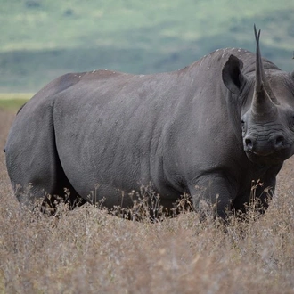 tourhub | Alaitol Safari | The Great Migration Safari 