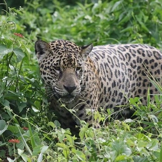 tourhub | Signature DMC | 6-Days North Pantanal Experience - Following the footsteps of the Jaguar  