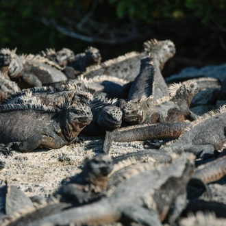 tourhub | Intrepid Travel | Absolute Galapagos (Grand Daphne) 