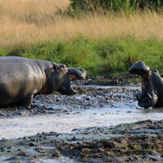 tourhub | Exodus Adventure Travels | Gorillas & Masai Mara - Camping 