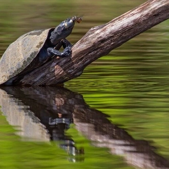 tourhub | Ecuador Galapagos Travels | 5 Days Cultural Yasuni Jungle Tour 