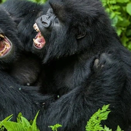 Rwanda Gorilla Trekking and Golden Monkey Tour