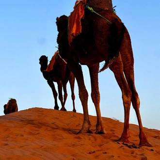 tourhub | Morocco Global Adventures | 3 Day tour from Marrakech to Merzouga desert with camel trek  and back to Marrakech round trip 