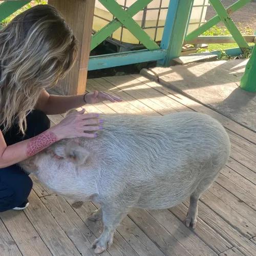 Reiki Session For Animal/Pet