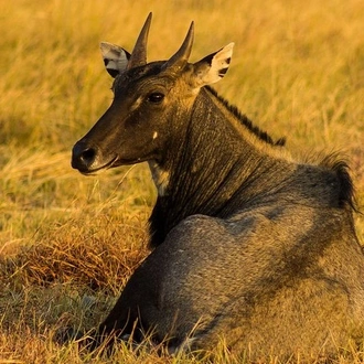 tourhub | Agora Voyages | Blackbuck Safari from Rajkot 