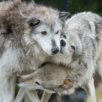 tourhub | Exodus Adventure Travels | Yellowstone Walks & Wolves 