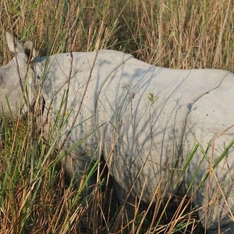 tourhub | Agora Voyages | Kaziranga National Park & Guwahati 