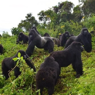 tourhub | Across Africa Tours Travel  | 10 Days Gorilla, Chimpanzee and Murchison Falls Safari 