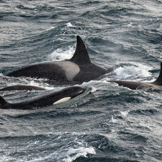 tourhub | Heritage Expeditions | Galapagos of the Southern Ocean 