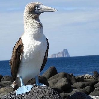 tourhub | Rebecca Adventure Travel |  7-Day Galapagos Island Hopping Tour: Tortuga Bay, Tintoreras, Wildlife Watching 