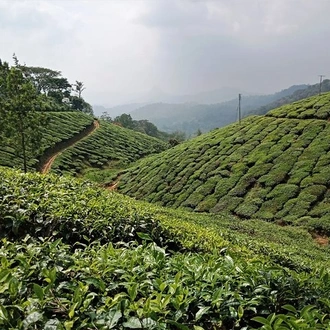 tourhub | Agora Voyages | Enchanting Munnar Tour from Madurai 