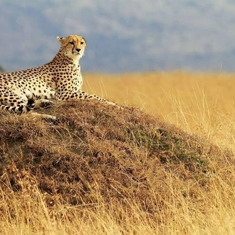 tourhub | Gracepatt Ecotours Kenya | 4 Days 3 Nights Serengeti National Park Tanzania Safari  