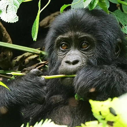 9-Days Mountain Gorillas, Chimpanzees Tracking & Uganda Wildlife Safari - Budget
