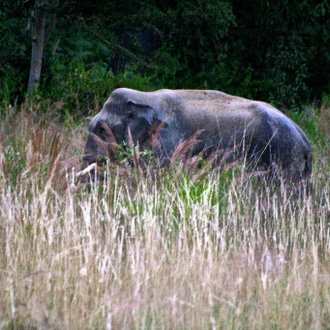 tourhub | Discover Activities | Golden Triangle With Thrilling Corbett Forest and Bharatpur Birding 